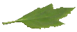 a leaf